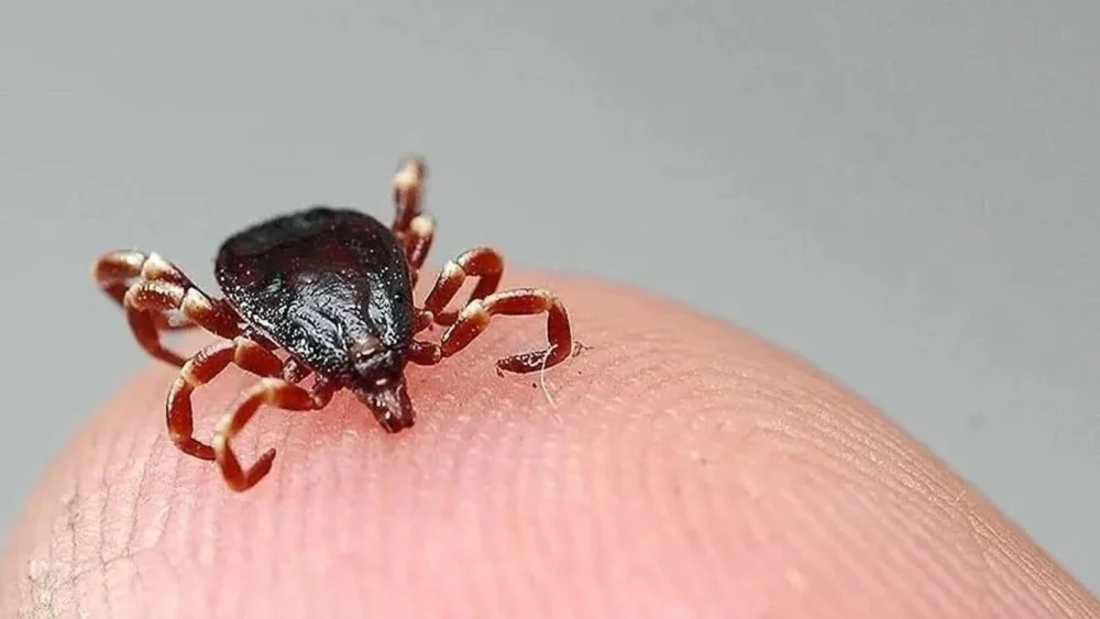 Çorum’da KKKA can aldı: 64 yaşındaki kadın yaşamını yitirdi