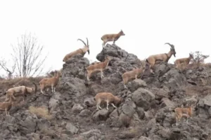 Tunceli Valisi duyurdu: Dağ Keçisi avına tam yasak!