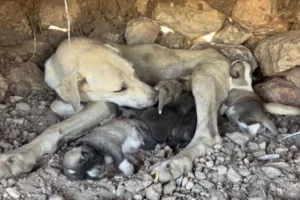 Diyarbakır Sur'da yürek ısıtan kurtarma: Vatandaş yardımına koştu