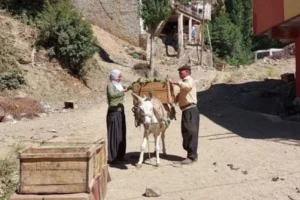 Diyarbakır’da ata tohumu domatesle dolan meydan: Kilosu 20 TL’den başlıyor