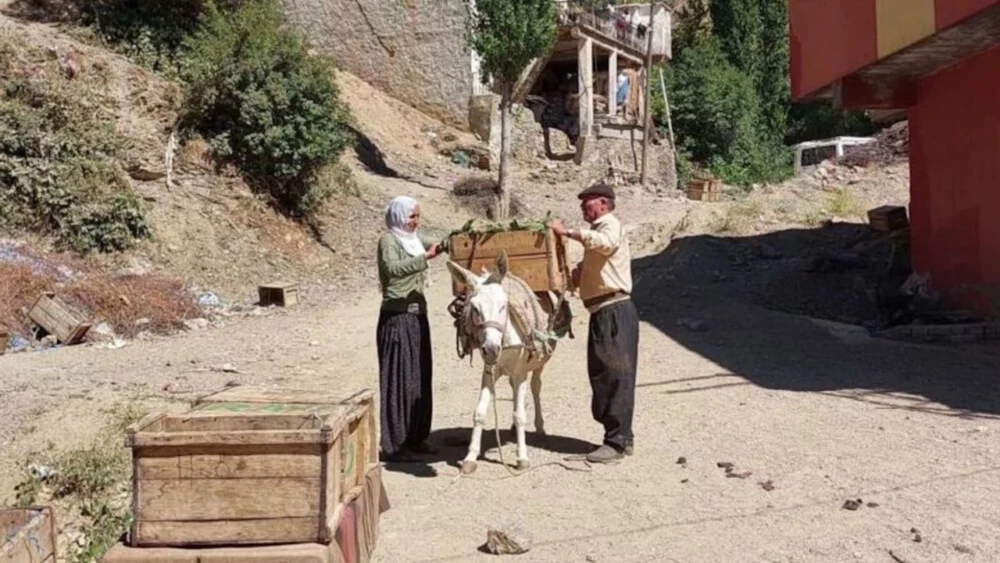 Diyarbakır’da ata tohumu domatesle dolan meydan: Kilosu 20 TL’den başlıyor