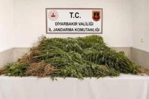 Diyarbakır'da 144 bin kök kenevir ele geçirildi