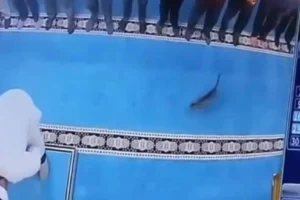 Hayvana şiddet sürüyor: Erzurum'da camide kediyi tekmeleyen şahıs serbest bırakıldı