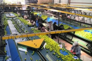 Hataylı narenciye üreticileri maliyet zincirini anlattı: Dalında 5 lira, markette 45 lira