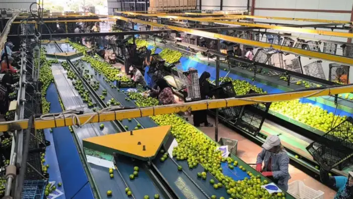 Hataylı narenciye üreticileri maliyet zincirini anlattı: Dalında 5 lira, markette 45 lira