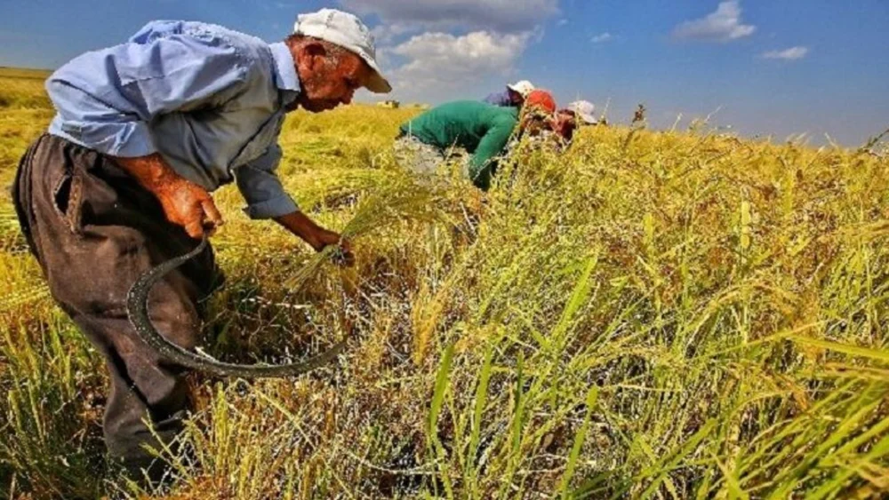 Diyarbakır’ın lezzetinde hasat zamanı: Oraklarla toplanıyor