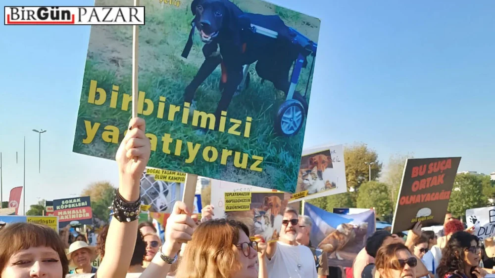Katliam yasasının ardından iki yılın bilançosu: Şiddet olağanlaşırken, hayvanları yaşatmak için emek, ihtimam ve dayanışma ağları derinleşiyor