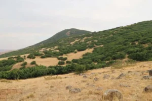 Orman kesim planı JES projesiyle bağlantılı
