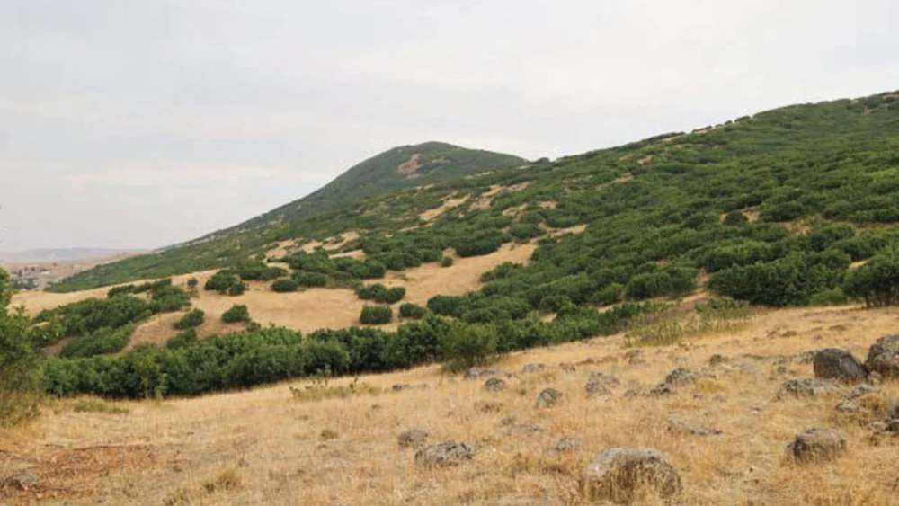 Orman kesim planı JES projesiyle bağlantılı