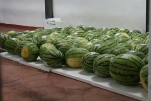 Ünlü Diyarbakır Karpuzları festivale hazırlanıyor!