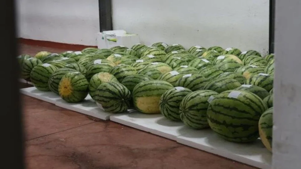 Ünlü Diyarbakır Karpuzları festivale hazırlanıyor!