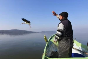 Yaren leylek ile eşi Nazlı Türkiye'den göç etti