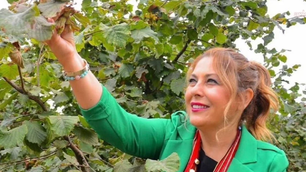 YENİ Partili Gezmiş'ten fındık alım fiyatına tepki: “Fındıktaki fiyat çöküşü, üreticinin bitişi demektir"