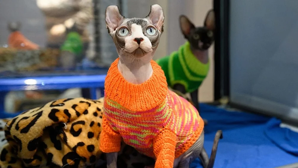 Rusya, evde kedi besleme oranında dünya birincisi olarak öne çıktı