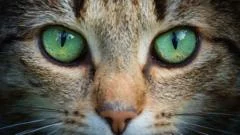 Kedi gözlerinden esinlenen yeni nesil kamera tasarımları