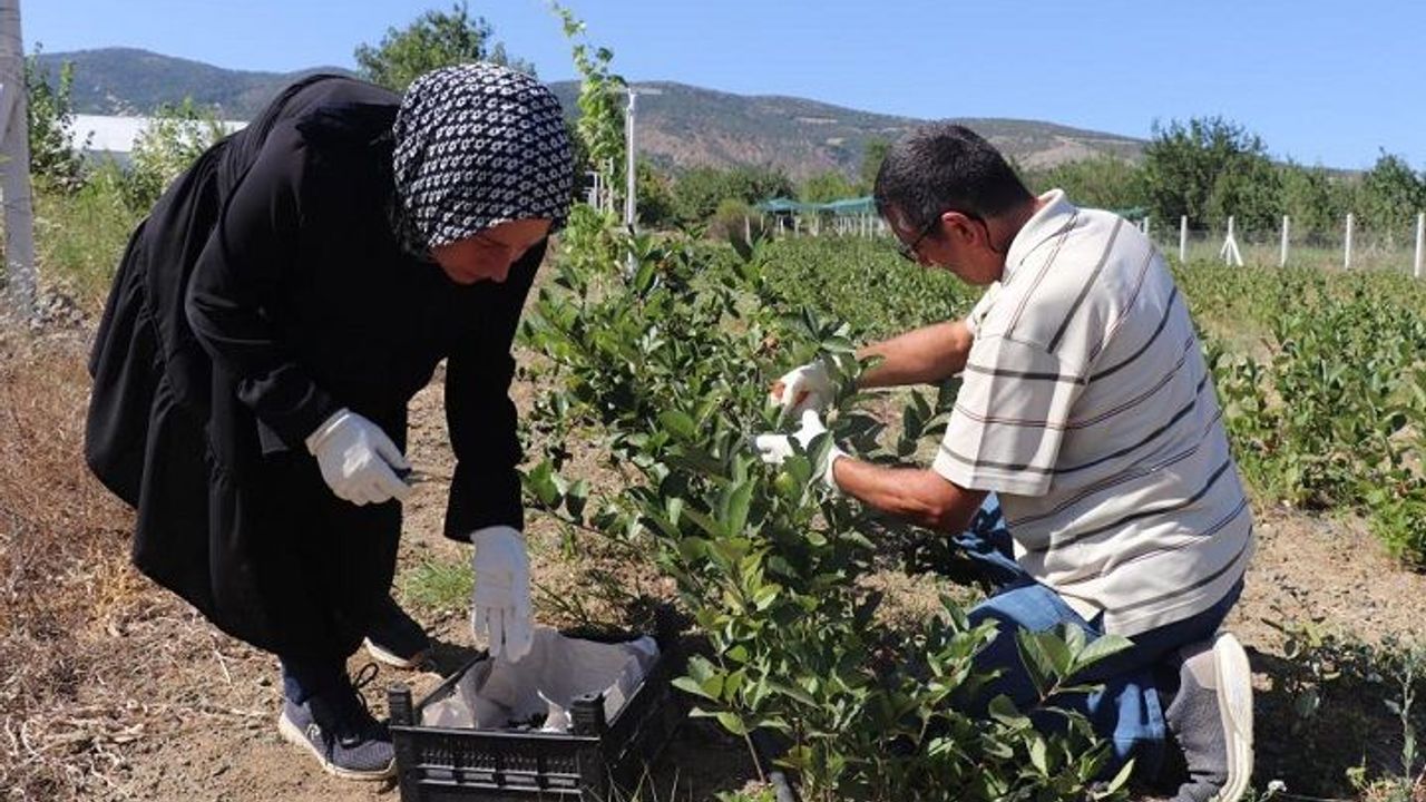 Amerika bitkisi Diyarbakır’da yetiştiriliyor: Kilosu 400 TL’den başlıyor