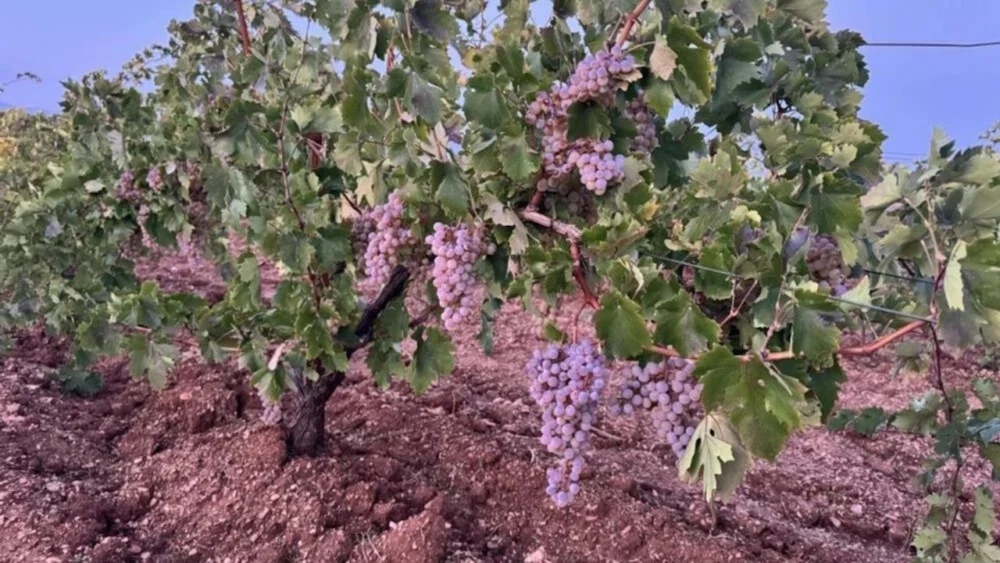 Diyarbakır'da Çermik üzümünde hasat zamanı